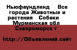 Ньюфаундленд  - Все города Животные и растения » Собаки   . Мурманская обл.,Североморск г.